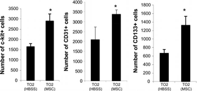 CD31 (PECAM-1) Antibody in Flow Cytometry (Flow)