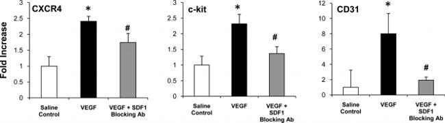 CD31 (PECAM-1) Antibody in Flow Cytometry (Flow)