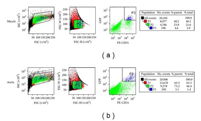 CD31 (PECAM-1) Antibody in Flow Cytometry (Flow)