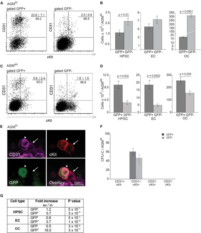 CD31 (PECAM-1) Antibody in Flow Cytometry (Flow)