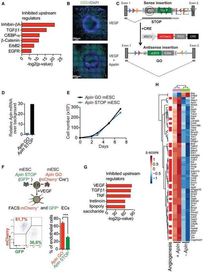 CD31 (PECAM-1) Antibody in Flow Cytometry (Flow)