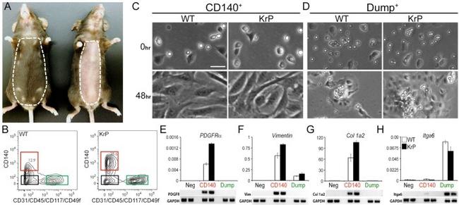 CD49f (Integrin alpha 6) Antibody in Flow Cytometry (Flow)