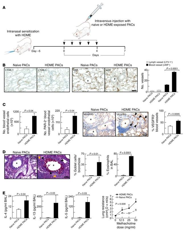 VEGF Receptor 3 Antibody in Immunohistochemistry (IHC)