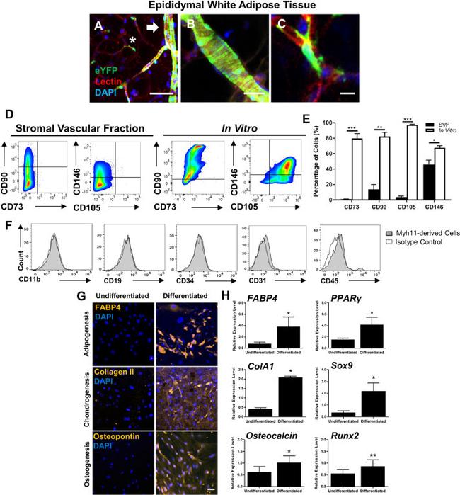 CD31 (PECAM-1) Antibody in Immunocytochemistry, Flow Cytometry (ICC/IF, Flow)