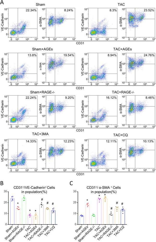 CD31 (PECAM-1) Antibody in Flow Cytometry (Flow)