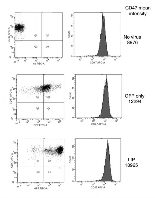 CD47 Antibody in Flow Cytometry (Flow)