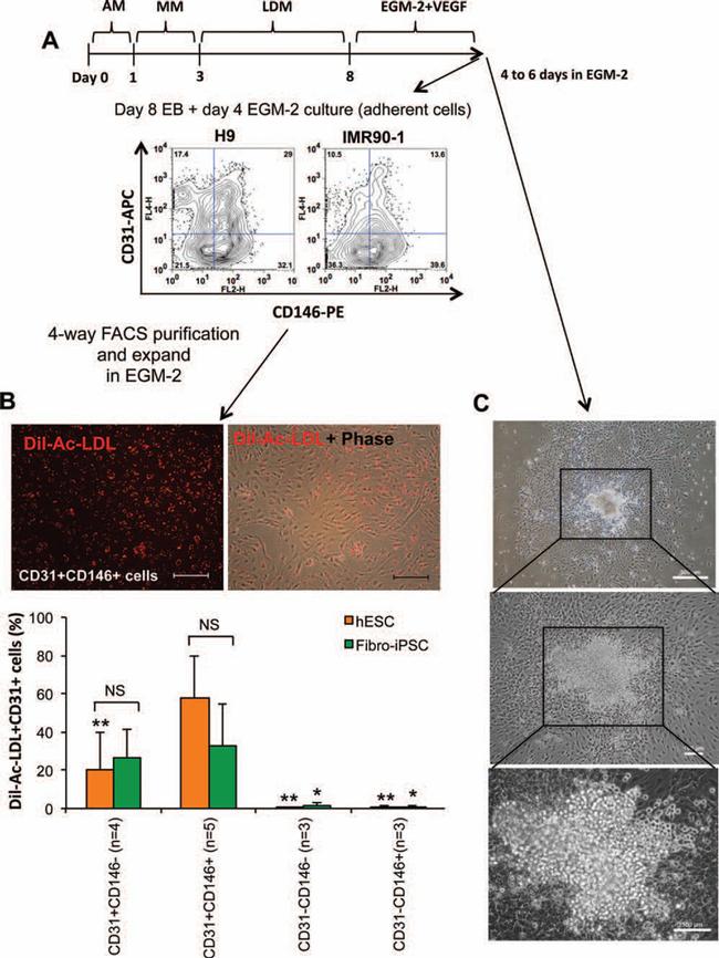 CD31 (PECAM-1) Antibody in Flow Cytometry (Flow)