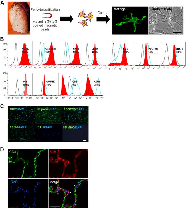 CD31 (PECAM-1) Antibody in Flow Cytometry (Flow)