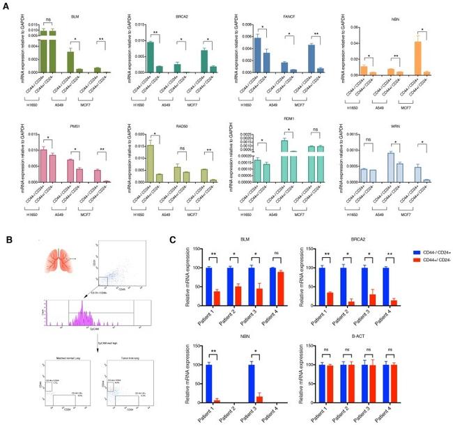 CD31 (PECAM-1) Antibody in Flow Cytometry (Flow)