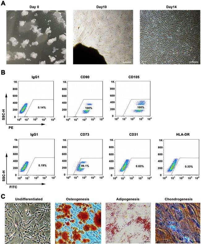 HLA-DR Antibody in Flow Cytometry (Flow)