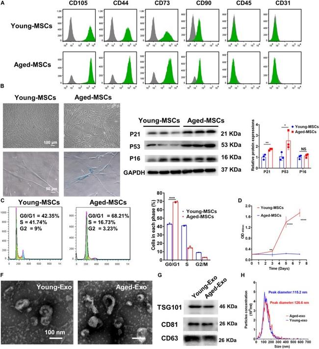 CD31 (PECAM-1) Antibody in Flow Cytometry (Flow)