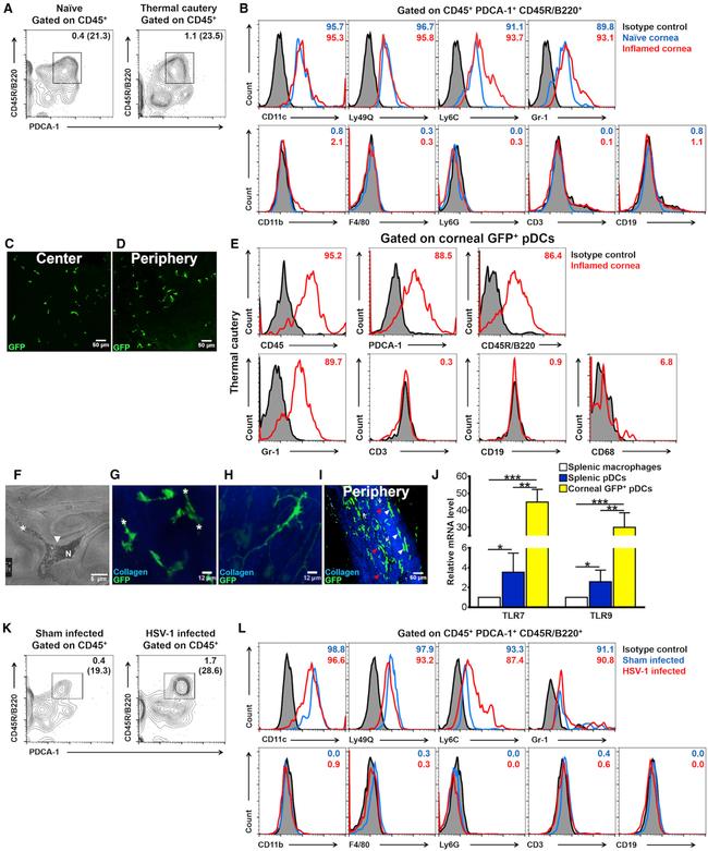 SIGLEC H Antibody in Flow Cytometry (Flow)