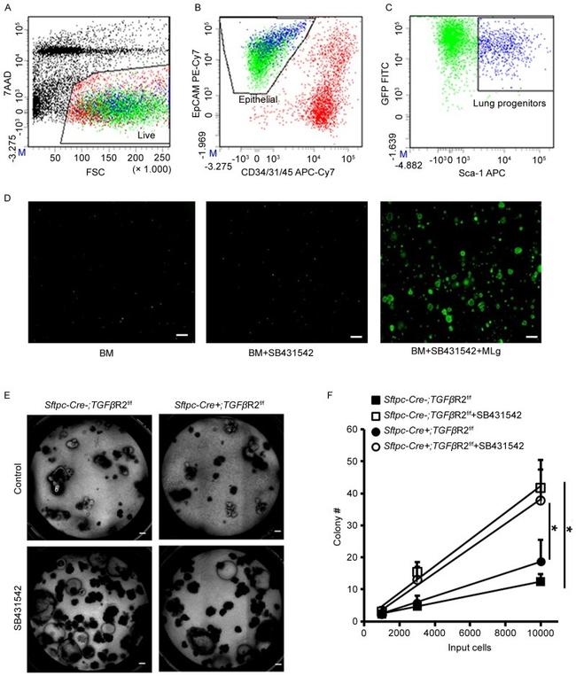 CD326 (EpCAM) Antibody in Flow Cytometry (Flow)