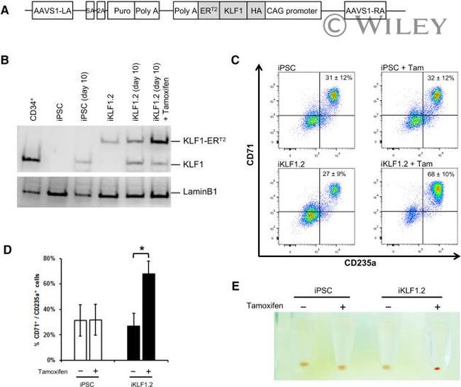 CD235a (Glycophorin A) Antibody in Flow Cytometry (Flow)