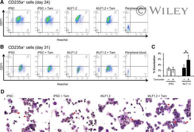 CD235a (Glycophorin A) Antibody in Flow Cytometry (Flow)