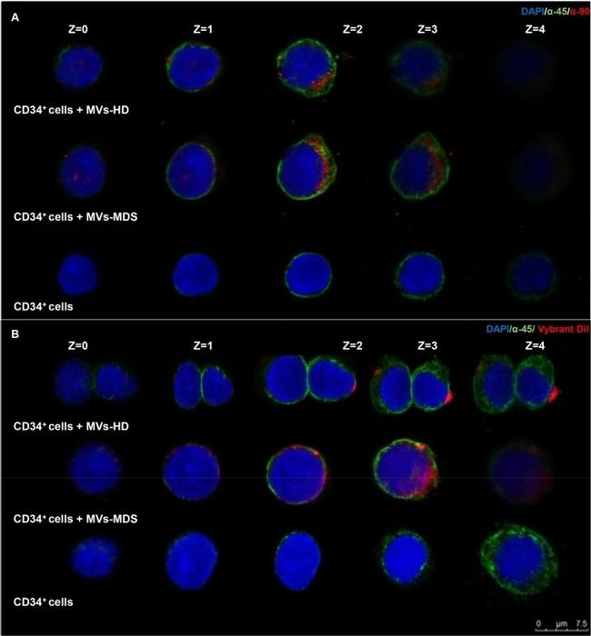 CD34 Antibody in Flow Cytometry (Flow)