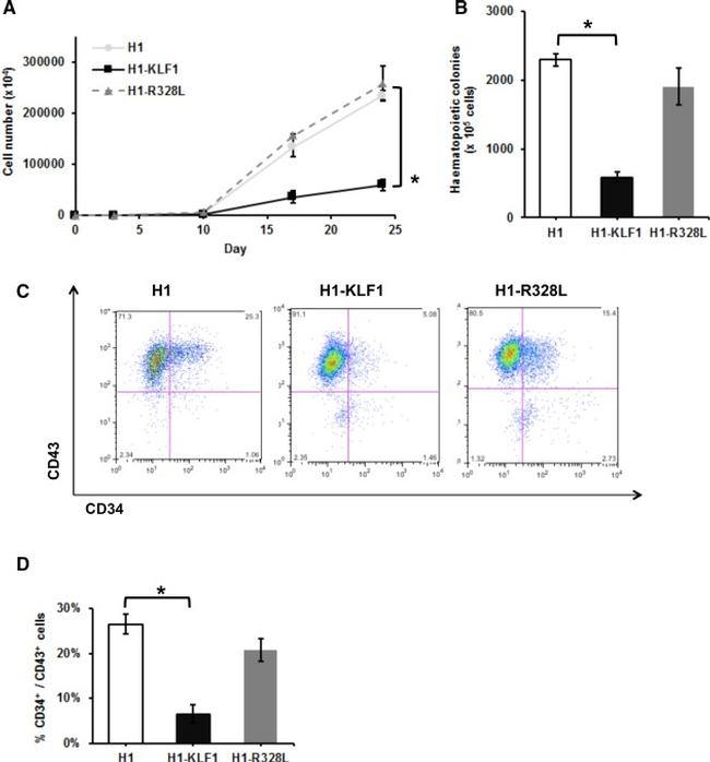 CD43 Antibody in Flow Cytometry (Flow)