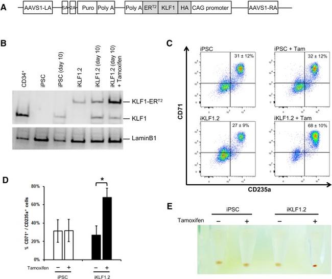 CD235a (Glycophorin A) Antibody in Flow Cytometry (Flow)