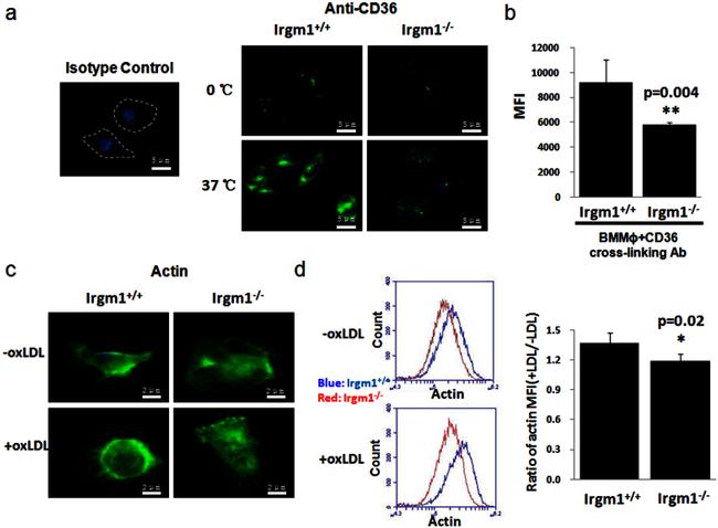 CD36 Antibody in Flow Cytometry (Flow)