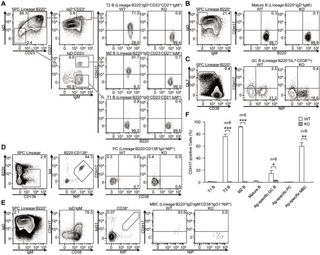 CD38 Antibody in Flow Cytometry (Flow)