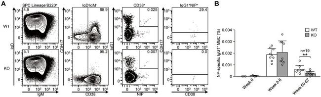 CD38 Antibody in Flow Cytometry (Flow)