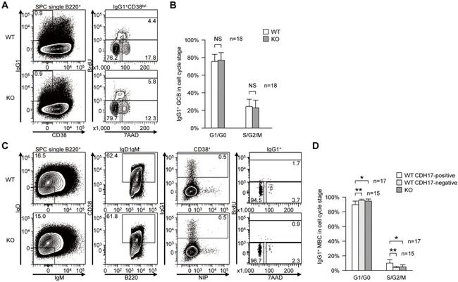 CD38 Antibody in Flow Cytometry (Flow)