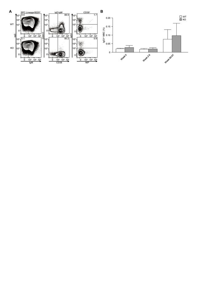 CD38 Antibody in Flow Cytometry (Flow)