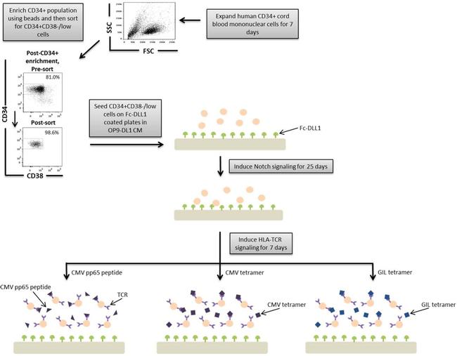 HLA-ABC Antibody in Flow Cytometry (Flow)