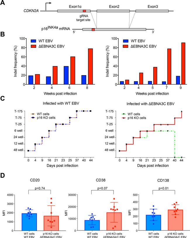 CD38 Antibody in Flow Cytometry (Flow)