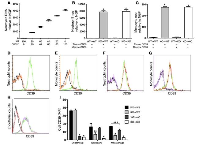 CD39 Antibody in Flow Cytometry (Flow)