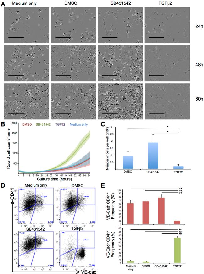 CD144 (VE-cadherin) Antibody in Flow Cytometry (Flow)