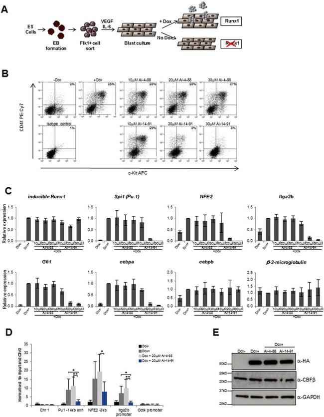 CD41a Antibody in Flow Cytometry (Flow)