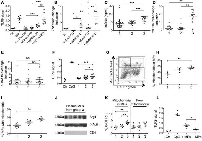 CD41a Antibody in Western Blot (WB)