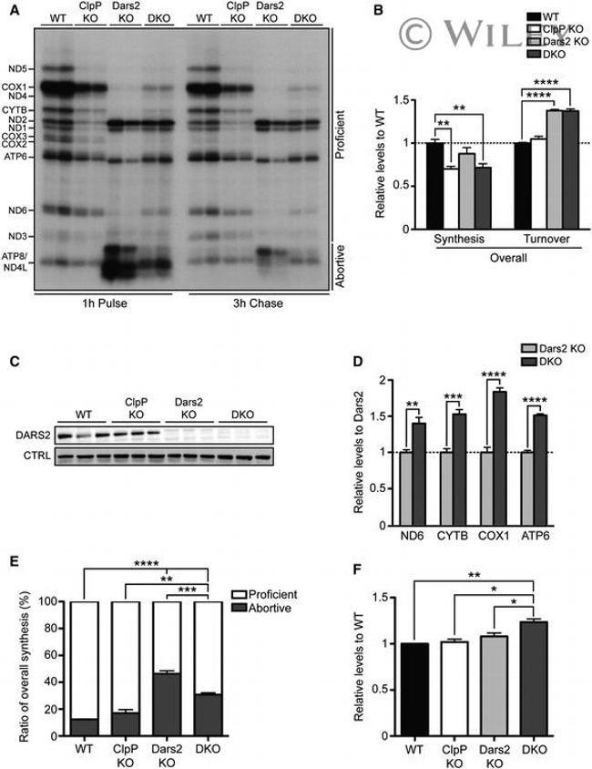 MTCO1 Antibody in Western Blot (WB)