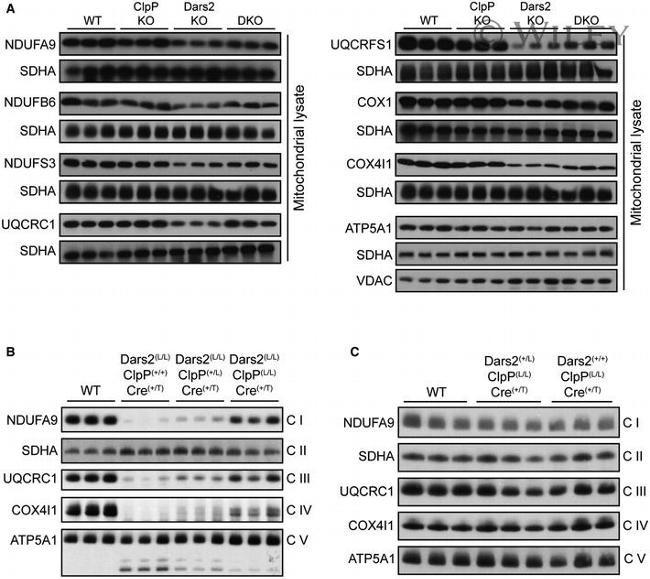 NDUFA9 Antibody in Western Blot (WB)