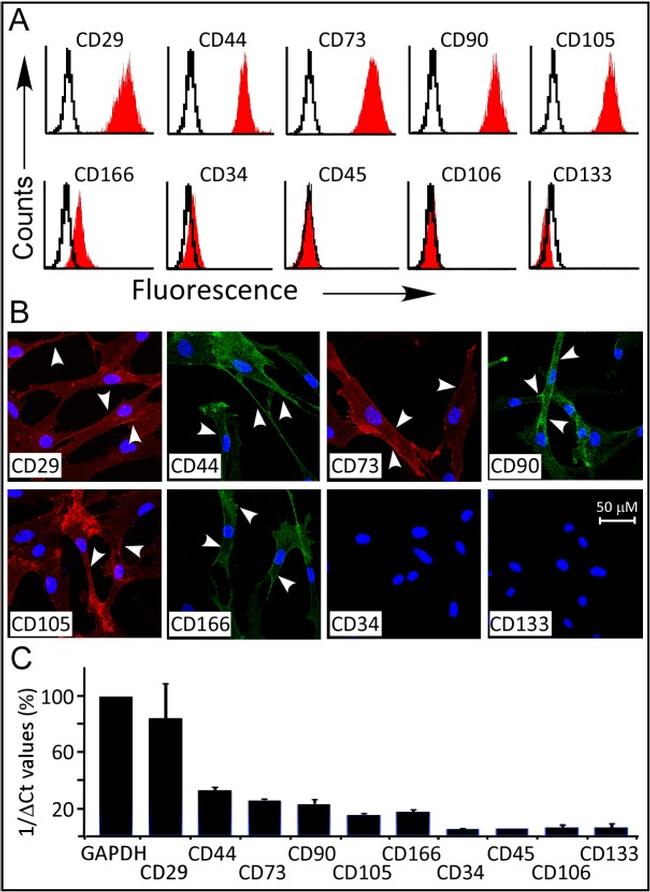 CD44 Antibody in Immunocytochemistry, Flow Cytometry (ICC/IF, Flow)