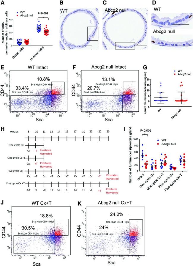 Ly-6A/E (Sca-1) Antibody in Flow Cytometry (Flow)