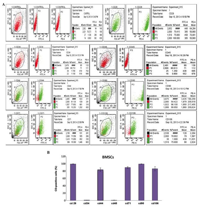 CD90.1 (Thy-1.1) Antibody in Flow Cytometry (Flow)