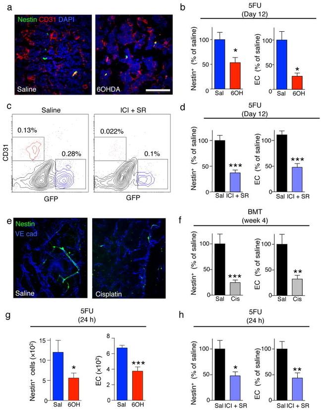 TER-119 Antibody in Flow Cytometry (Flow)