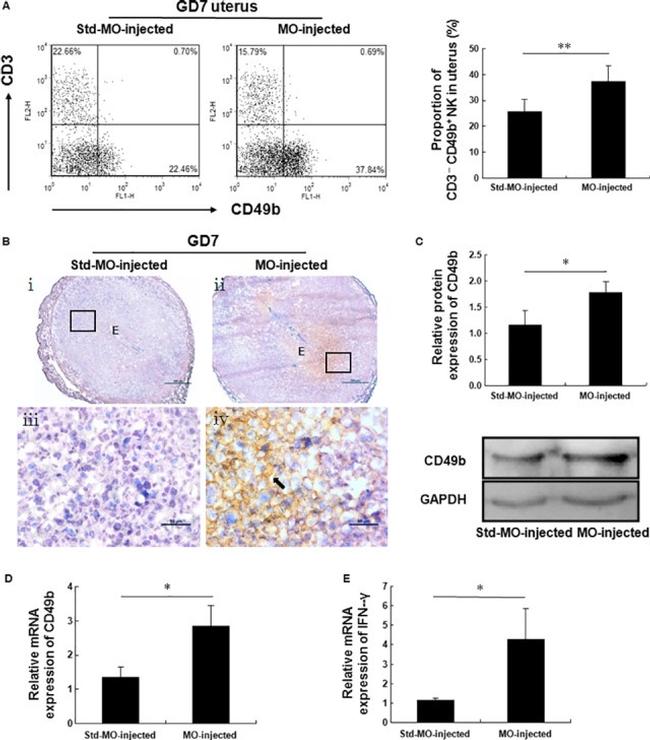 CD49b (Integrin alpha 2) Antibody in Flow Cytometry (Flow)