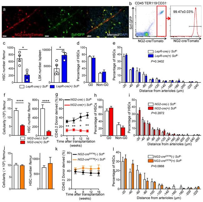 CD48 Antibody in Flow Cytometry (Flow)