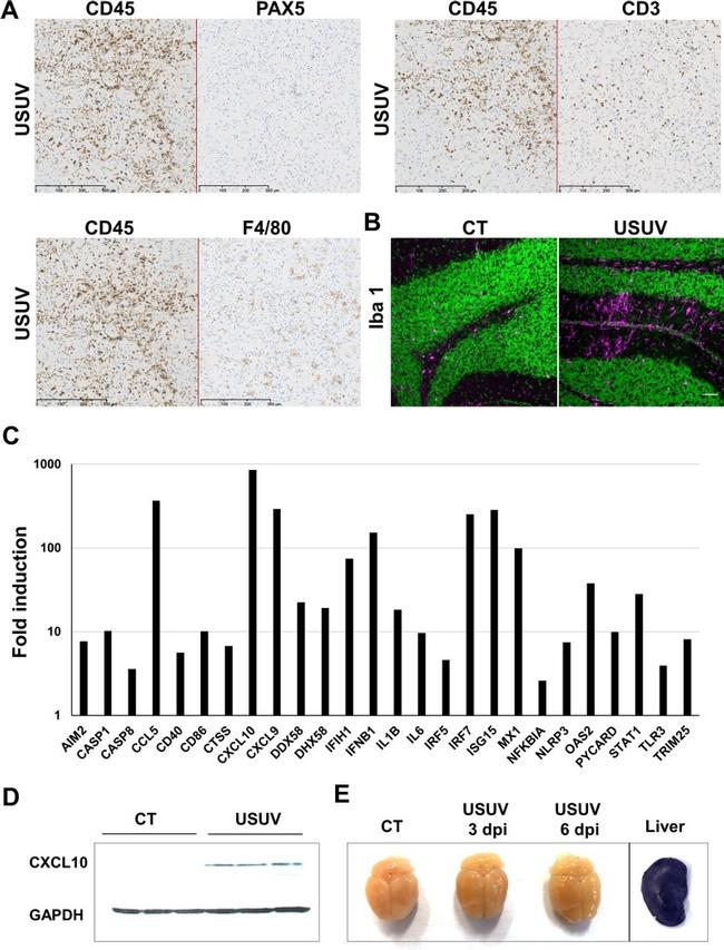 CD45 Antibody in Immunohistochemistry (IHC)