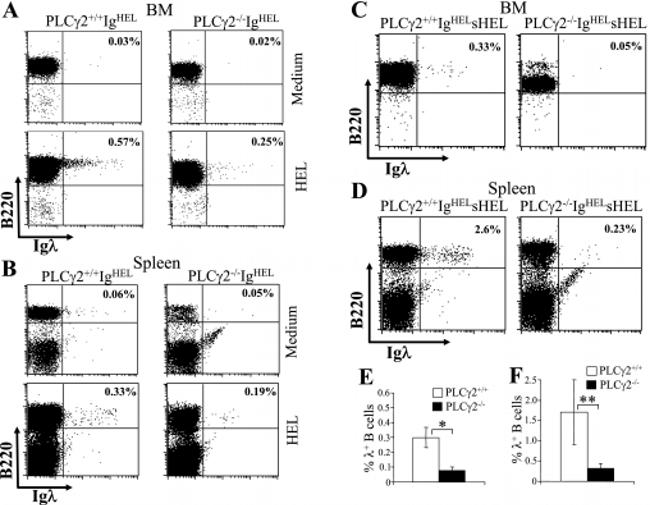 CD45R (B220) Antibody in Flow Cytometry (Flow)