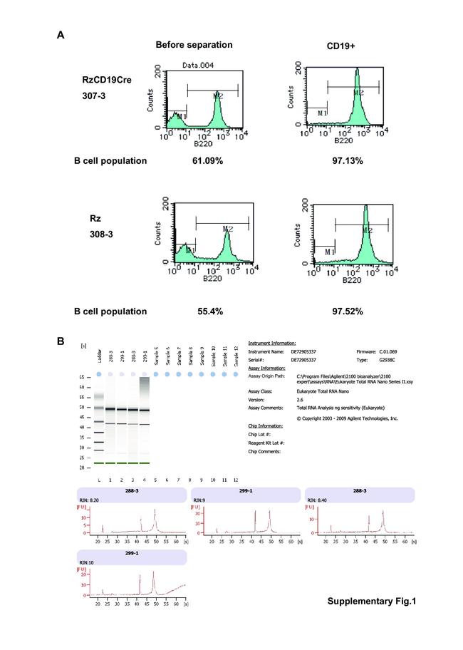 CD45R (B220) Antibody in Flow Cytometry (Flow)