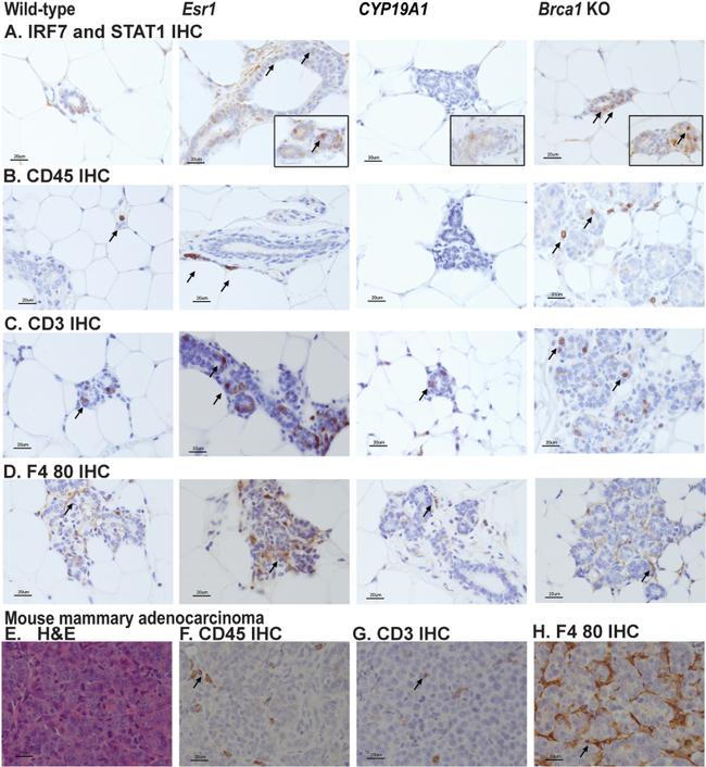 CD45R (B220) Antibody in Immunohistochemistry (IHC)