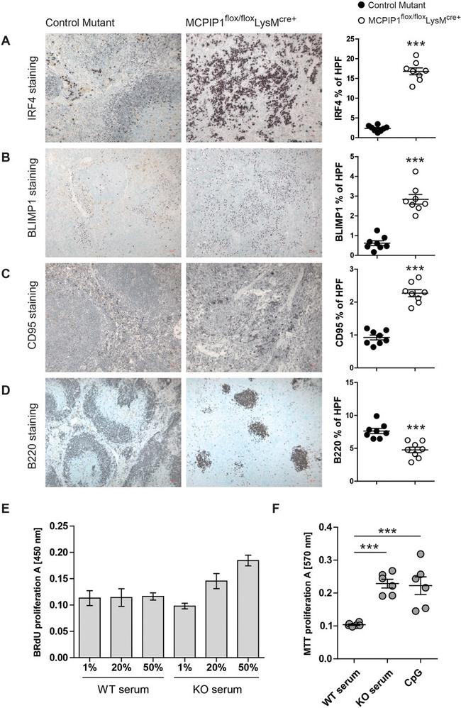 CD45R (B220) Antibody in Immunohistochemistry (IHC)