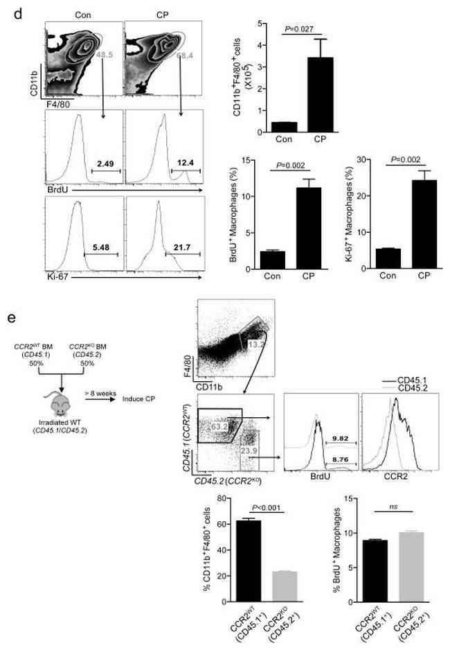 CD45.1 Antibody in Flow Cytometry (Flow)