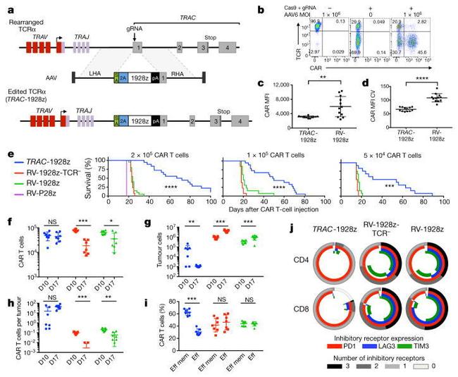 CD45RA Antibody in Flow Cytometry (Flow)