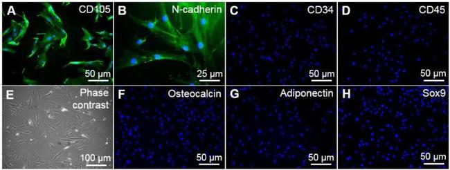 CD45 Antibody in Immunocytochemistry (ICC/IF)