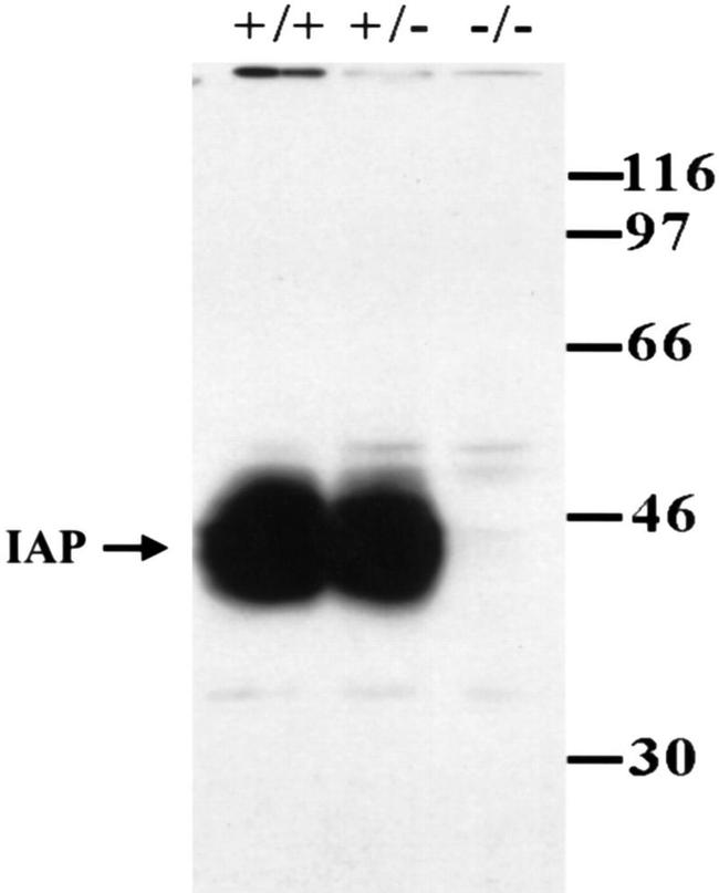 CD47 Antibody in Western Blot (WB)